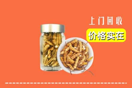 兴安盟扎赉特旗回收散虫草