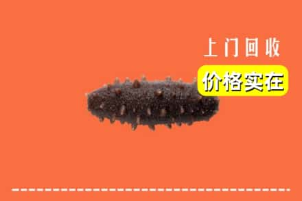兴安盟扎赉特旗回收海参