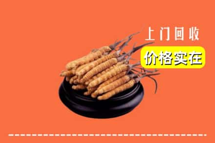 兴安盟扎赉特旗回收冬虫夏草